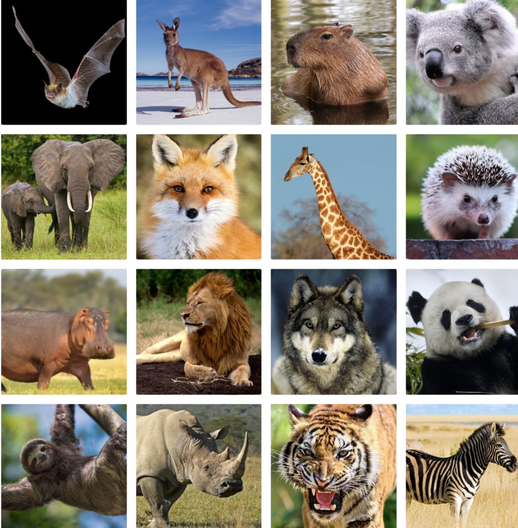 List Of Mammals 50 Popular Mammal Names With Examples List Of Mammals 50 Popular Mammal Names With Examples